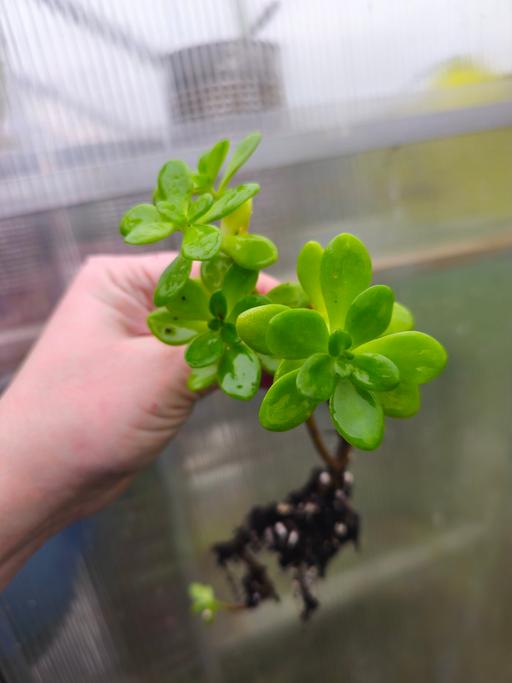 Buy & Sell Beercrocombe Somerset - Photos for Hardy Sedum Cuttings – Well Rooted plants