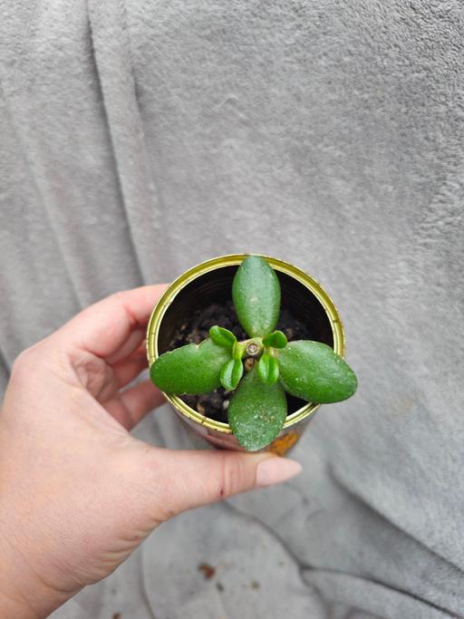 Buy & Sell Beercrocombe Somerset - Photos for Crassula ovata (Jade Plant / Money Tree)