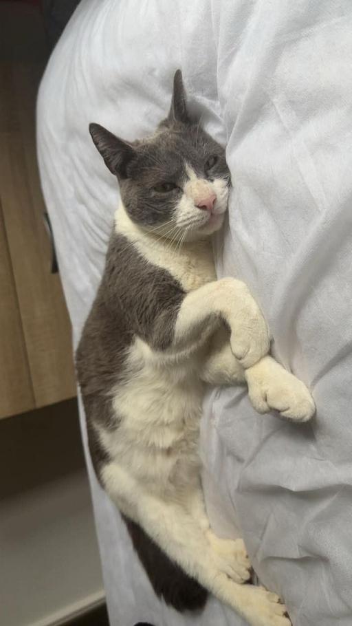 Buy & Sell London Luton Airport Luton - Photos for missing cat! Bushmead area !