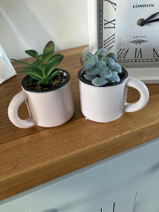 Buy & Sell Sedgley Dudley - Photos for 2 small plants