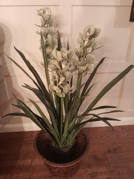 Buy & Sell Middlewich Cheshire East - Photos for OKA Plant