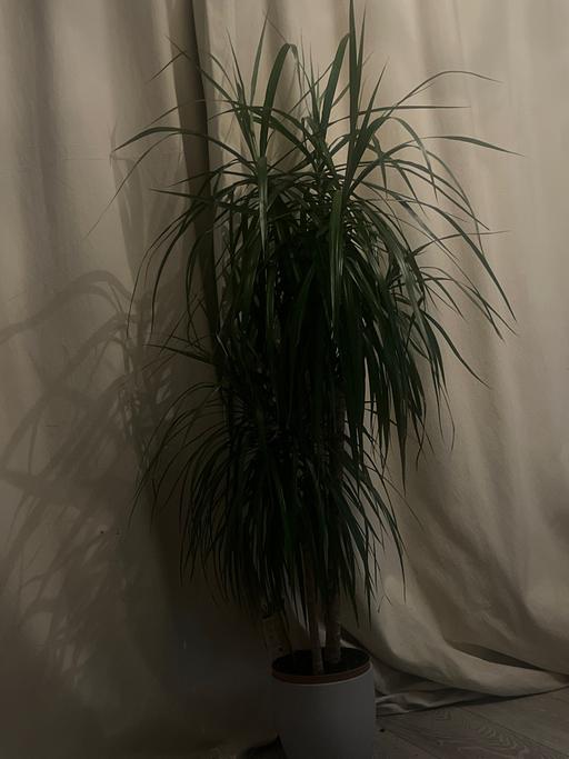 Buy & Sell Chigwell Epping Forest - Photos for Large spider plant