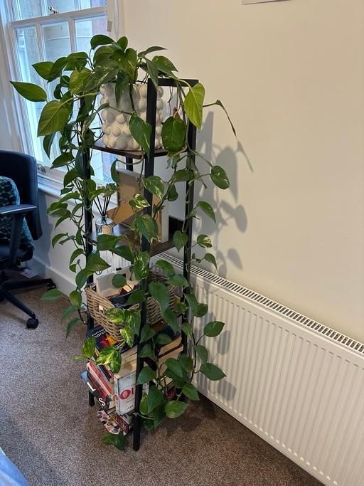 Buy & Sell Hounslow Town Centre Hounslow - Photos for Plant (includes pot) and small shelves