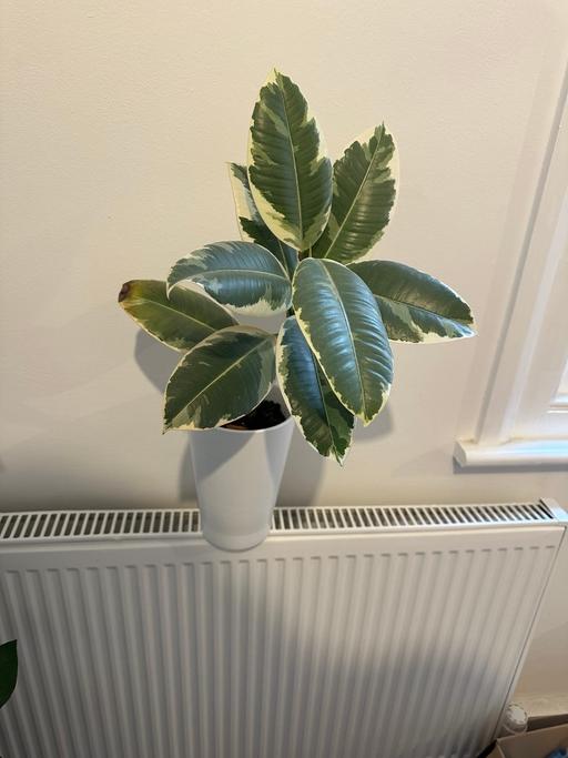 Buy & Sell Hounslow Town Centre Hounslow - Photos for Plant