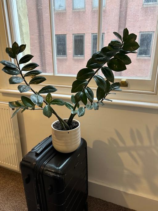 Buy & Sell Hounslow Town Centre Hounslow - Photos for Plant and pot