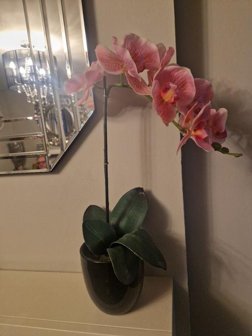 Buy & Sell Scholes Rotherham - Photos for Large black pot pink orchid