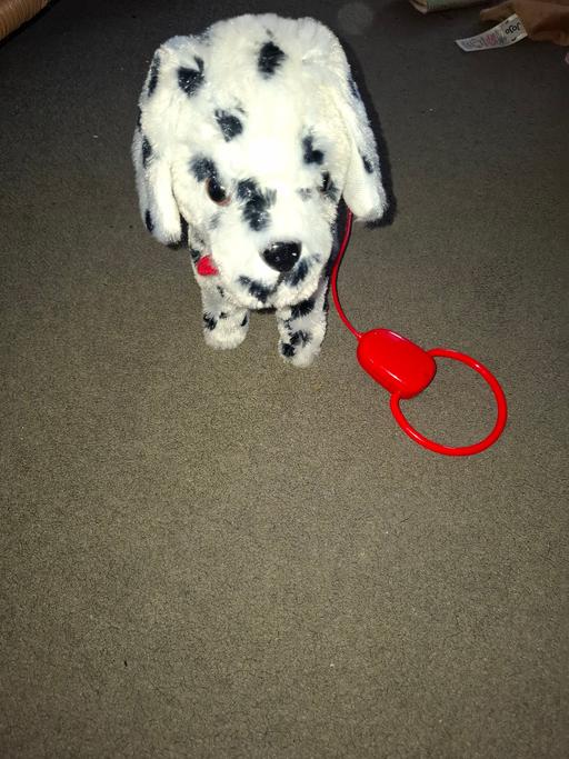 Buy & Sell Dodworth Barnsley - Photos for walking dog teddy