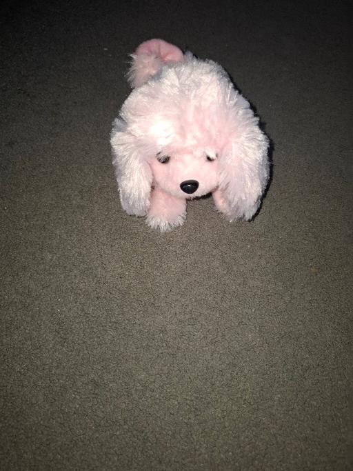 Buy & Sell Dodworth Barnsley - Photos for walking and barking dog teddy