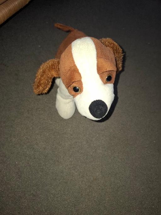 Buy & Sell Dodworth Barnsley - Photos for dog teddy