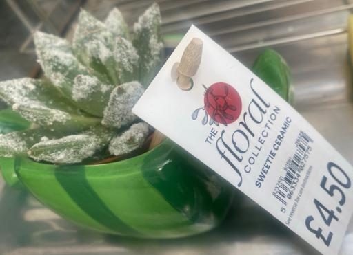 Buy & Sell Yardley Birmingham - Photos for Small plant