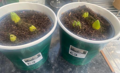 Buy & Sell Camp Hill Birmingham - Photos for 2 plants