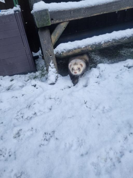 Buy & Sell Bournville Birmingham - Photos for FREE