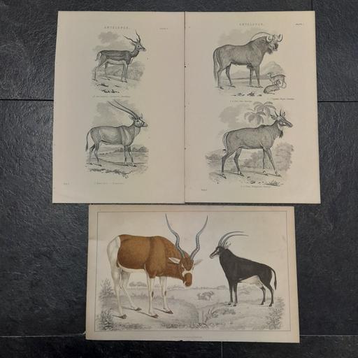 Buy & Sell Preston South Ribble - Photos for ANTIQUARIAN ENGRAVINGS / BOOK PLATES