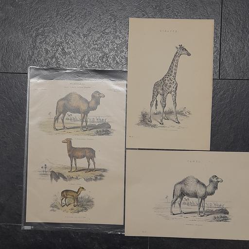 Buy & Sell Preston South Ribble - Photos for ANTIQUARIAN ENGRAVINGS / BOOK PLATES