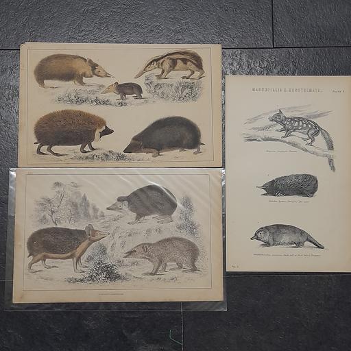 Buy & Sell Preston South Ribble - Photos for ANTIQUARIAN ENGRAVINGS / BOOK PLATES