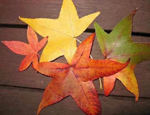 Buy & Sell Eccleston Chorley - Photos for Leaf of amber