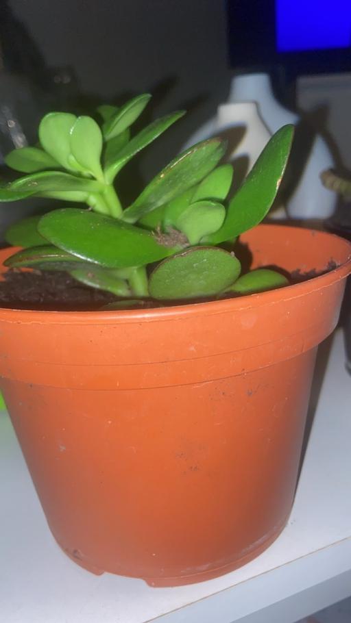 Buy & Sell Bilston Wolverhampton - Photos for Money plant