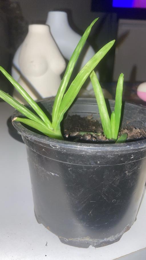Buy & Sell Bilston Wolverhampton - Photos for Aloe Vera plant