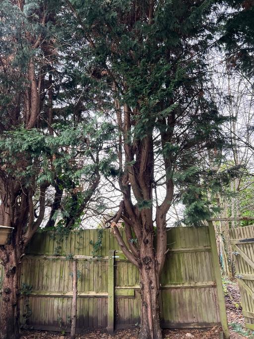 Buy & Sell Hall Green Birmingham - Photos for Tree cutting and removal and hedges cutting