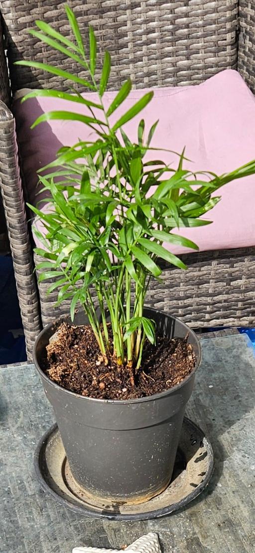 Buy & Sell Farringdon Central London - Photos for exclusive exotic plants 🪴 inbox