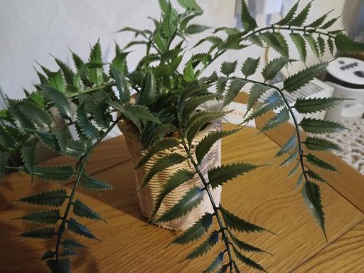 Buy & Sell Beeston Broxtowe - Photos for Artificial plant)