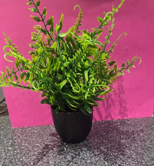 Buy & Sell Westgate-on-Sea Thanet - Photos for ARTIFICIAL PLANT