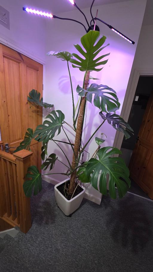Buy & Sell Ashton-on-Ribble Preston - Photos for Stunning Massive Monstera Deliciosa!