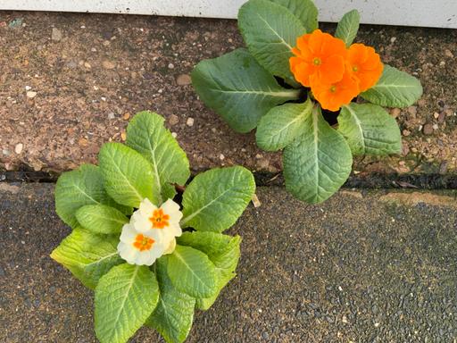 Buy & Sell Kings Heath Birmingham - Photos for Primroses