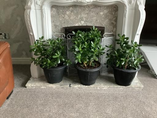 Buy & Sell Woodsetton Dudley - Photos for XL Money trees