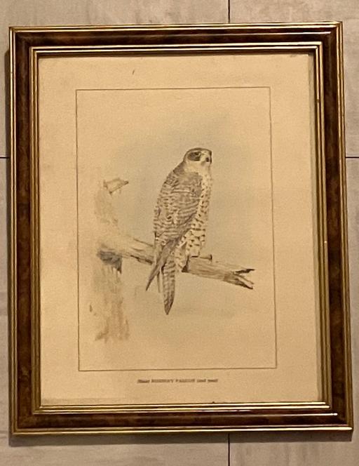 Buy & Sell Yeovil Somerset - Photos for Fine art - wooden frame. The hawk.
