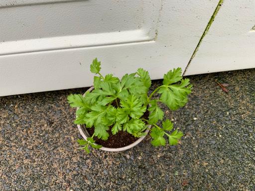 Buy & Sell Stirchley Birmingham - Photos for Anemone De Caen