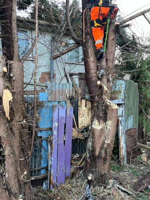 Buy & Sell Hall Green Birmingham - Photos for Tree cutting and removal and hedges and grass