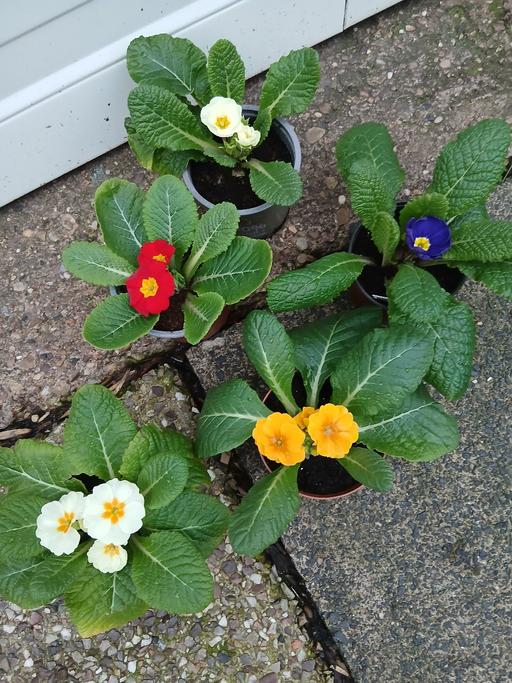 Buy & Sell Kings Heath Birmingham - Photos for Primroses