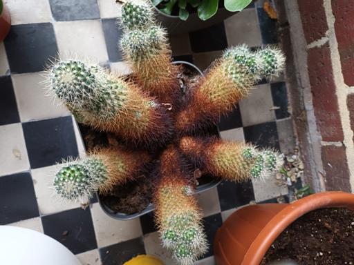 Buy & Sell Hamstead Industrial Estate Birmingham - Photos for HOUSE PLANT