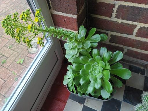 Buy & Sell Hamstead Industrial Estate Birmingham - Photos for HOUSE PLANT