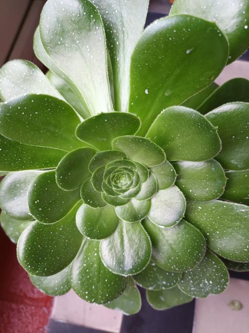 Buy & Sell Hamstead Industrial Estate Birmingham - Photos for HOUSE PLANT