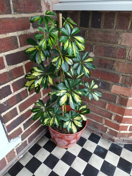 Buy & Sell Hamstead Industrial Estate Birmingham - Photos for HOUSE PLANT