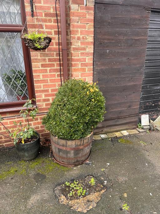Buy & Sell Murston Swale - Photos for Mature buxus