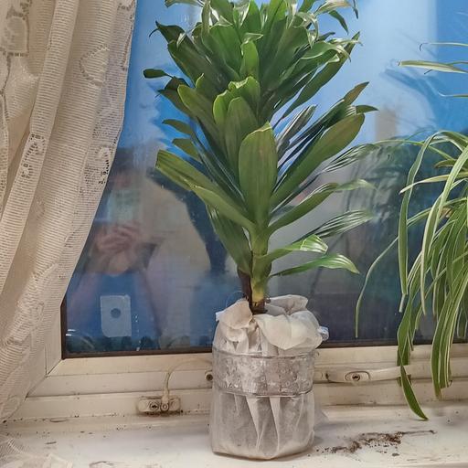 Buy & Sell Aylestone Leicester - Photos for Dracaena The Song Of India Plant