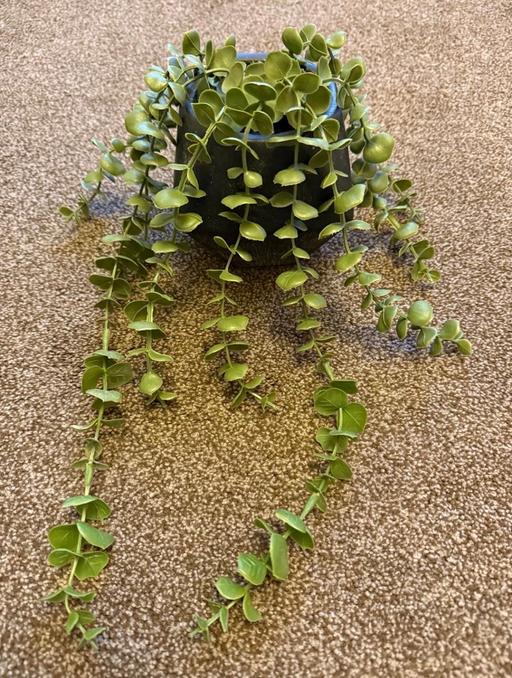 Buy & Sell Thurnscoe Barnsley - Photos for Trailing Plant.