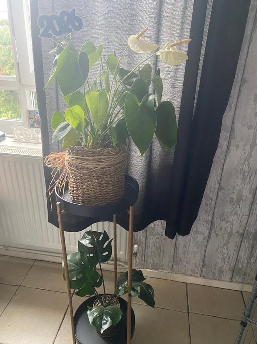 Buy & Sell Hackney Marshes East London - Photos for Plant stand only