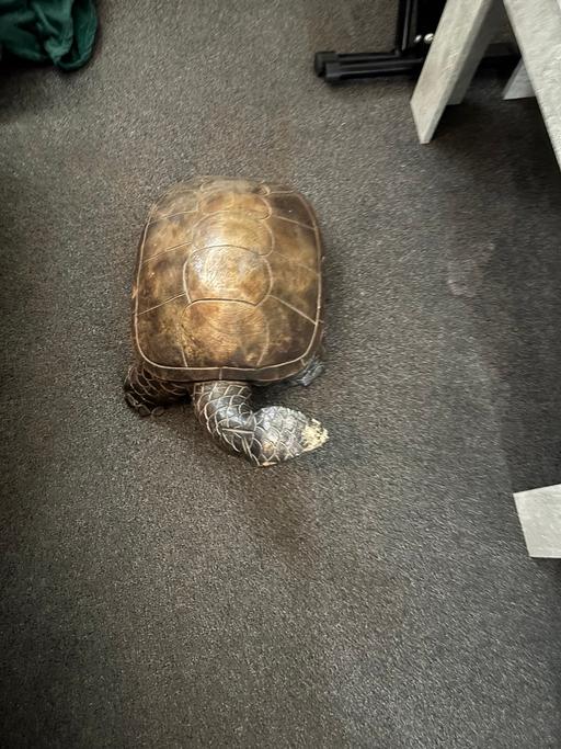 Buy & Sell Moss Wrexham - Wales - Photos for Wooden tortoise for sale sold wood £50