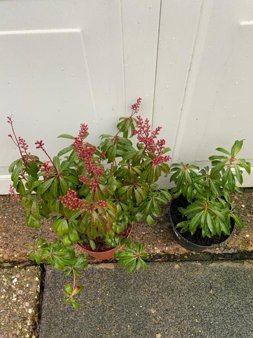 Buy & Sell Stirchley Birmingham - Photos for Shrub Pieris