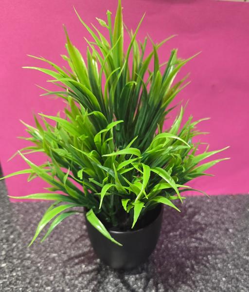 Buy & Sell Westgate-on-Sea Thanet - Photos for ARTIFICIAL PLANT