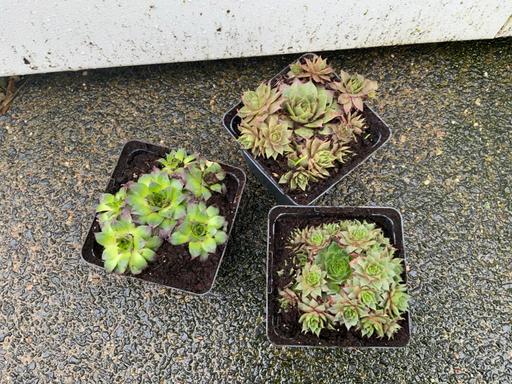 Buy & Sell Stirchley Birmingham - Photos for Alpines Houseleeks