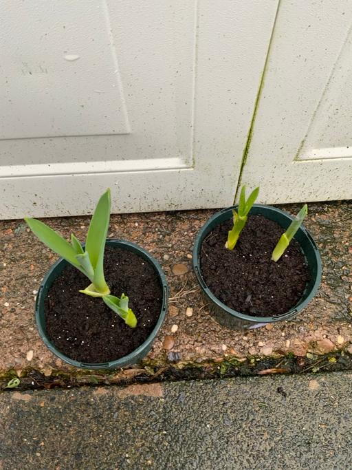 Buy & Sell Stirchley Birmingham - Photos for Bulbs Alluims