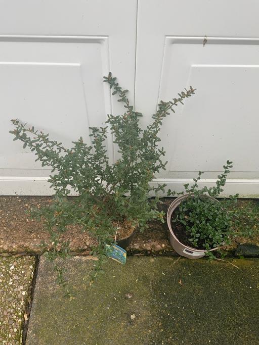 Buy & Sell Kings Heath Birmingham - Photos for Shrub California Liliac