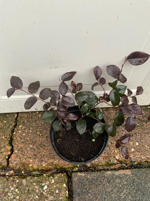 Buy & Sell Kings Heath Birmingham - Photos for Chinese Fringe Flower