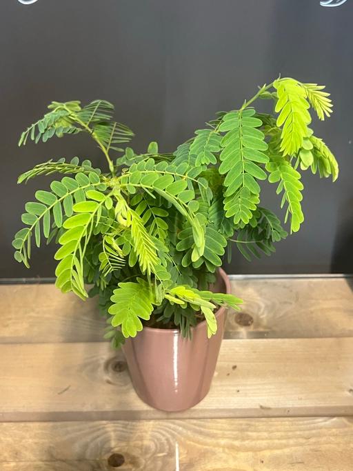 Buy & Sell Littlewick Green Windsor and Maidenhead - Photos for Tamarind plant in 12cm nursery pot