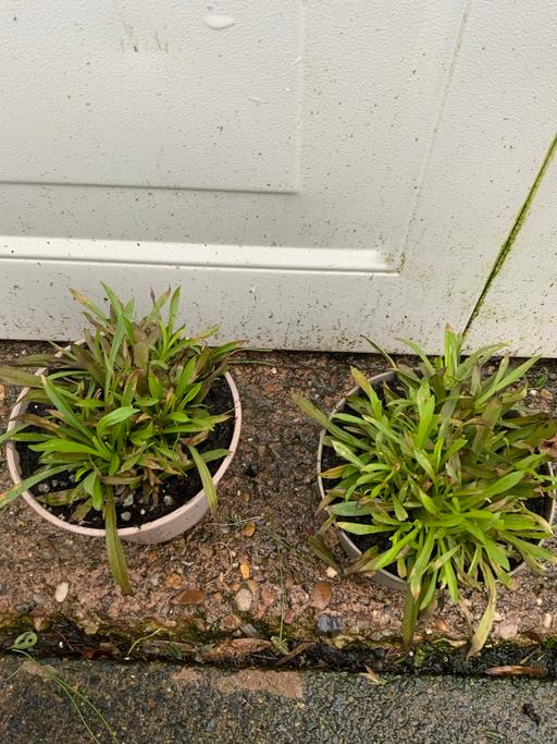 Buy & Sell Stirchley Birmingham - Photos for Perennial Lychnis Splendons